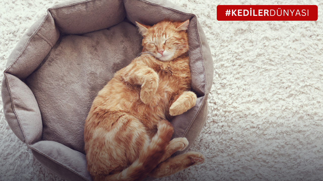 Kediler Nasıl Uyutulur? Tüylü Dostunuzun Huzurlu Bir Uykuya Dalması İçin İpuçları