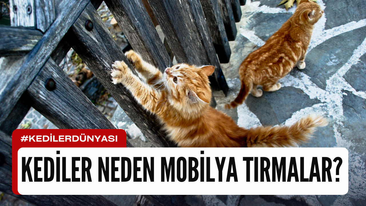 Kediler Neden Mobilyaları Tırmalar? Nedenleri ve Çözüm Önerileri