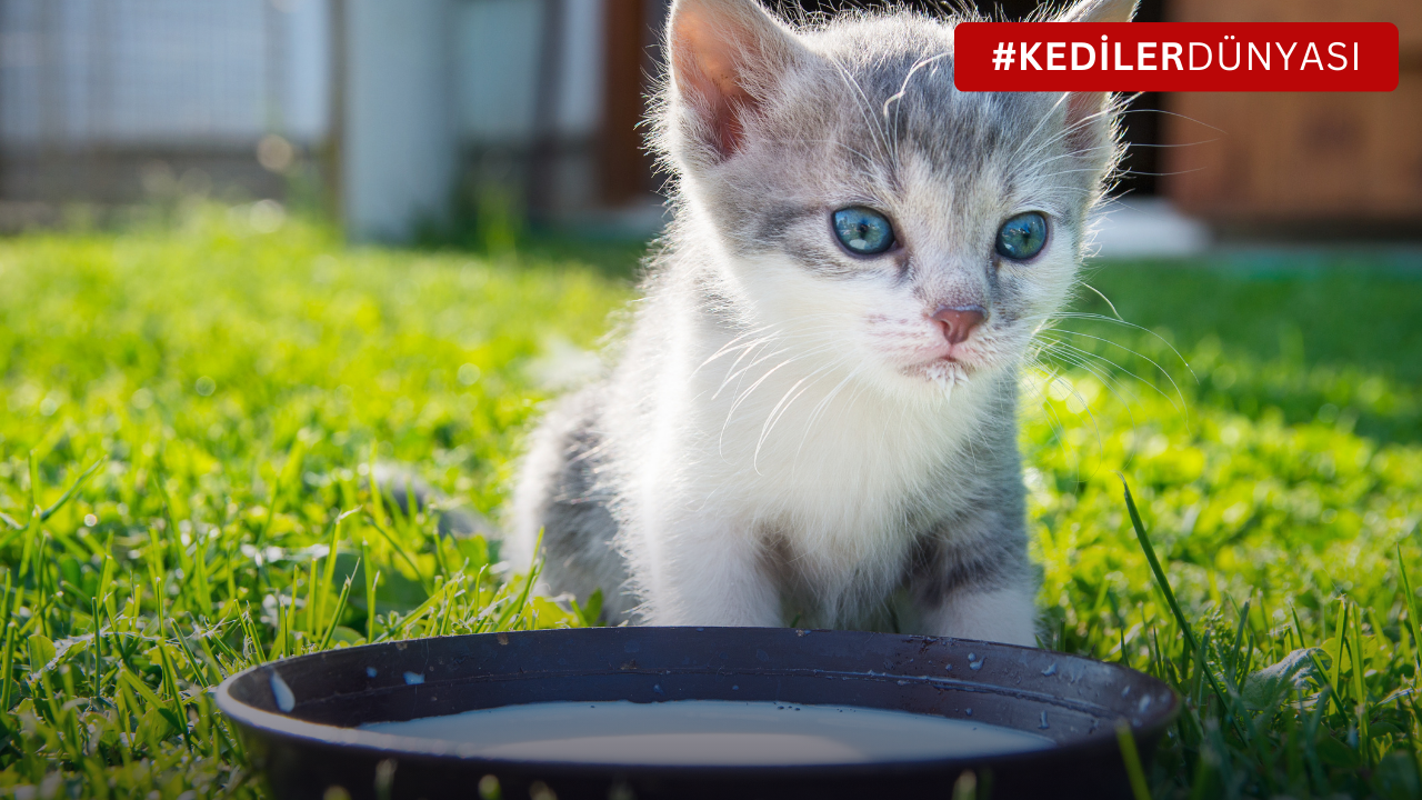 Kediler Süt İçebilir mi? Yavru Kediye Süt Verilir mi? Tüylü Dostlarımızın Süt İle İlişkisi