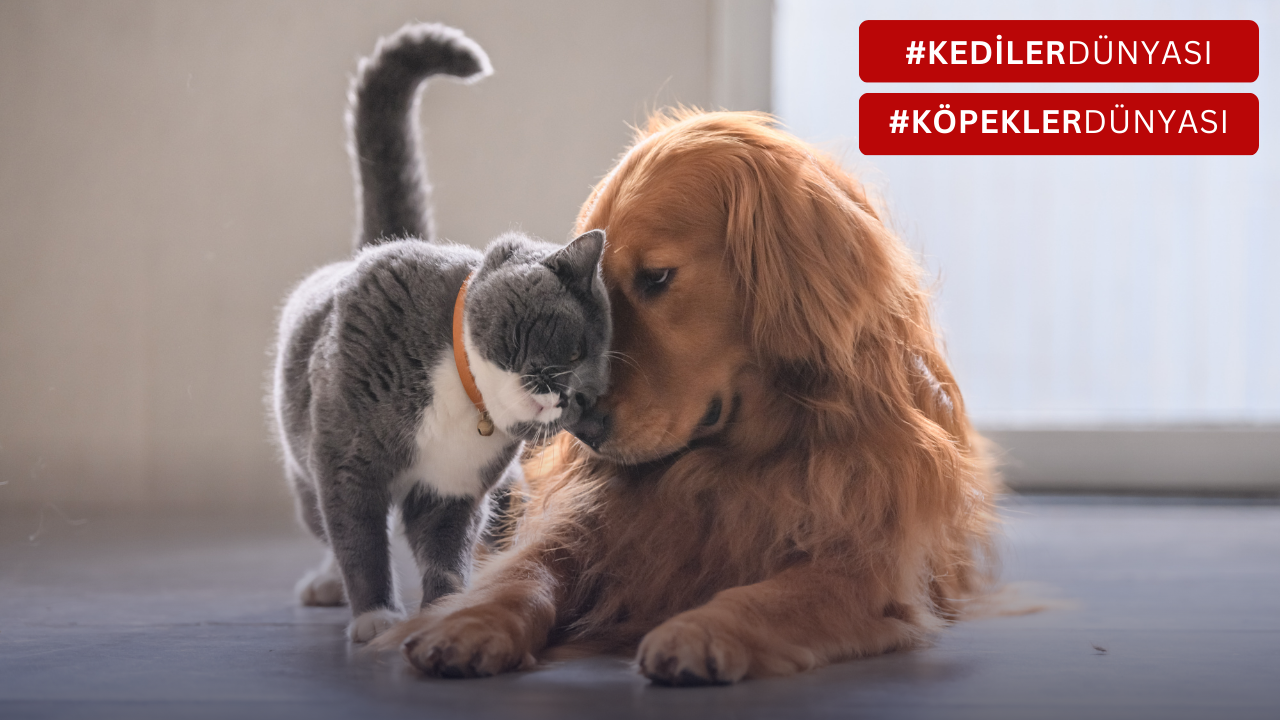Kediler ve Köpekler Arkadaş Olabilirler mi? Tüylü Dostlarınızın Barış İçinde Bir Arada Yaşayabilmesi İçin İpuçları