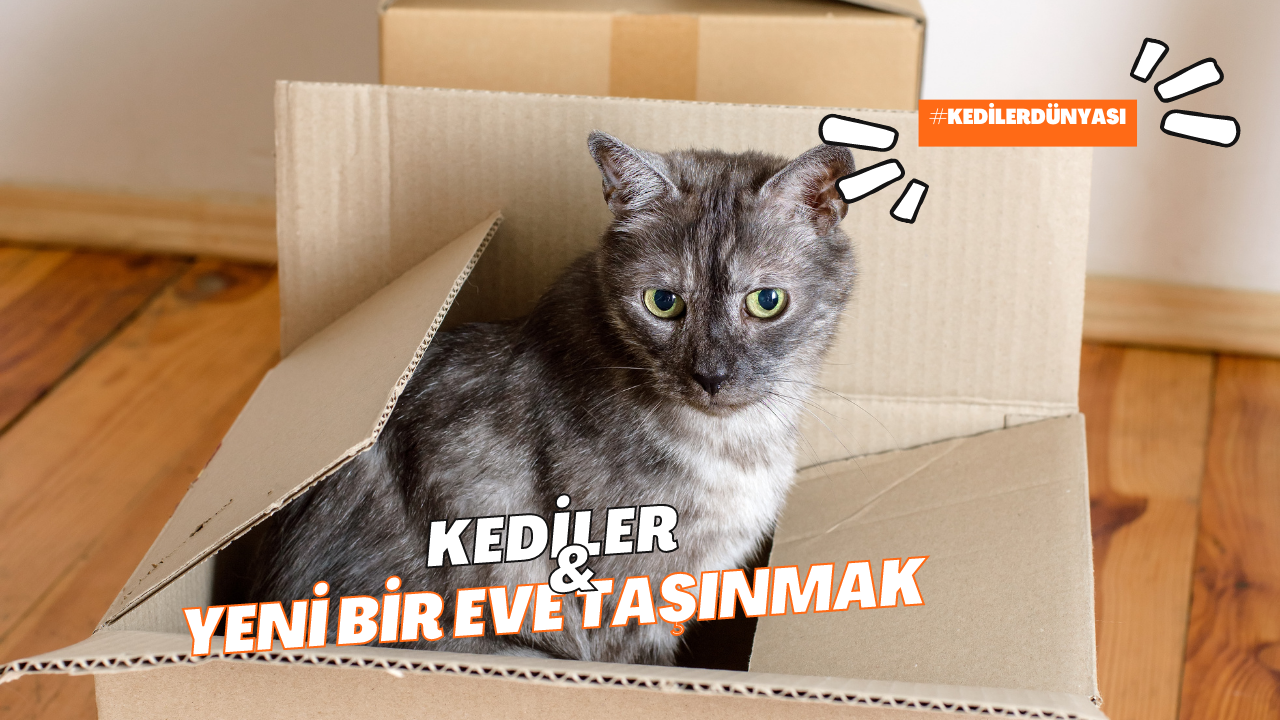 Kediler ve Yeni Bir Eve Taşınmak