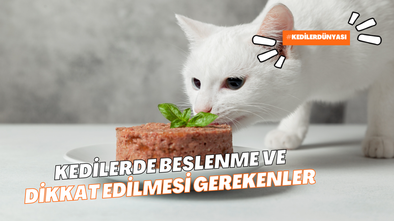 Kedilerde Beslenme