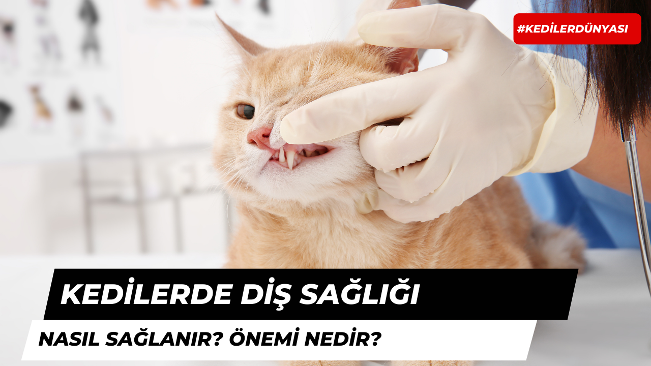 Kedilerde Diş Sağlığını Koruma İpuçları Nedir?