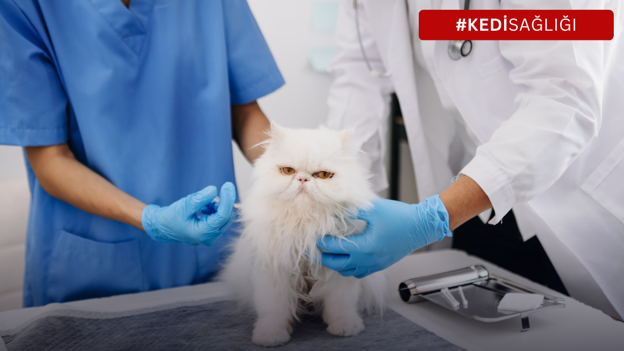Kedilerde FIV: Tüylü Dostunuzun Sağlığı İçin Bilmeniz Gerekenler