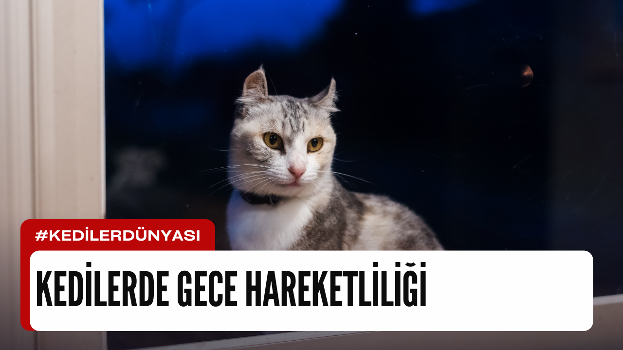 Kedilerde Gece Hareketliliği: Nedenleri, Çözümleri ve Uyku Düzeninizi Kurtaracak İpuçları