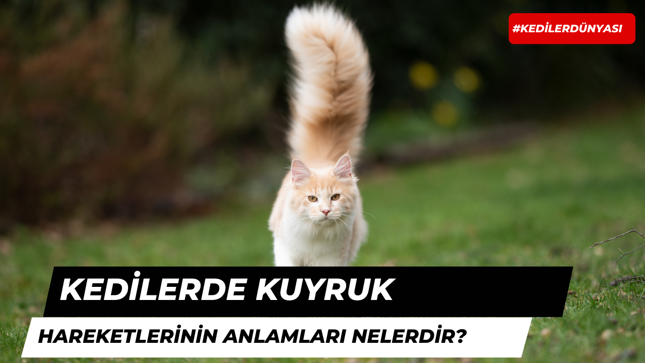 Kedilerde Kuyruk Hareketlerinin Anlamları Nedir?