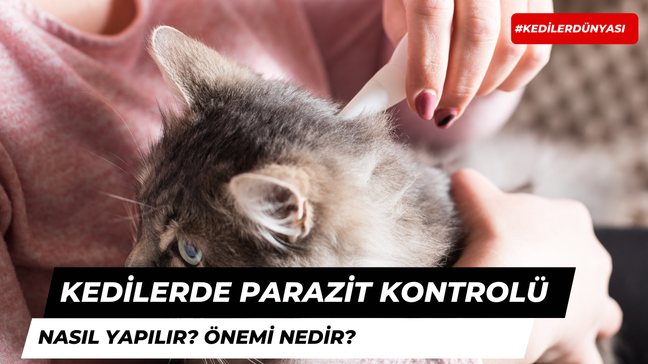 Kedilerde Parazit Kontrolü ve Önemi Nedir?