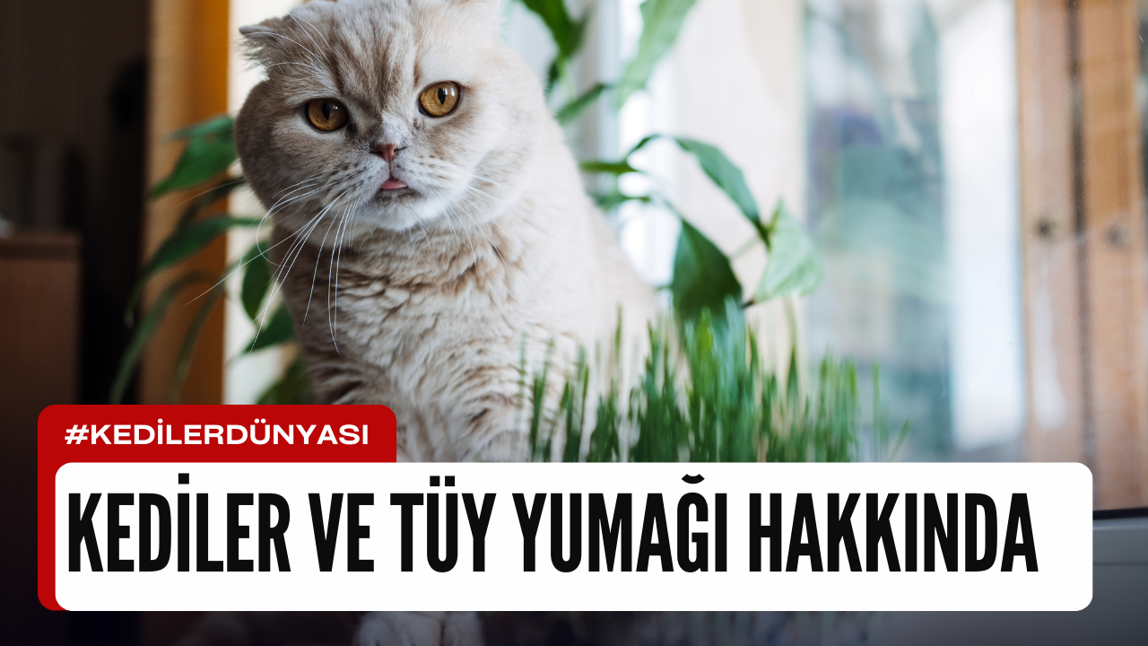 Kedilerde Tüy Yumağı: Sebepler ve Çözüm Önerileri