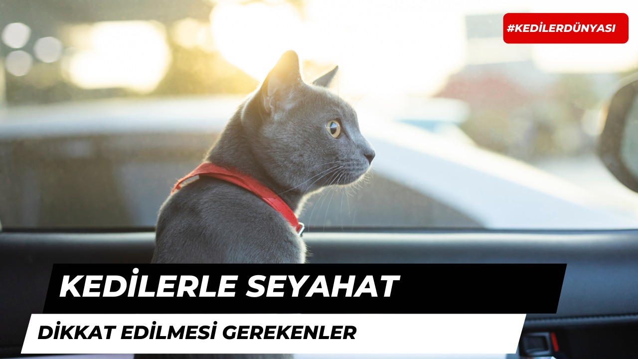 Kedilerle Yolculuk Yaparken Dikkat Edilmesi Gerekenler Nelerdir?