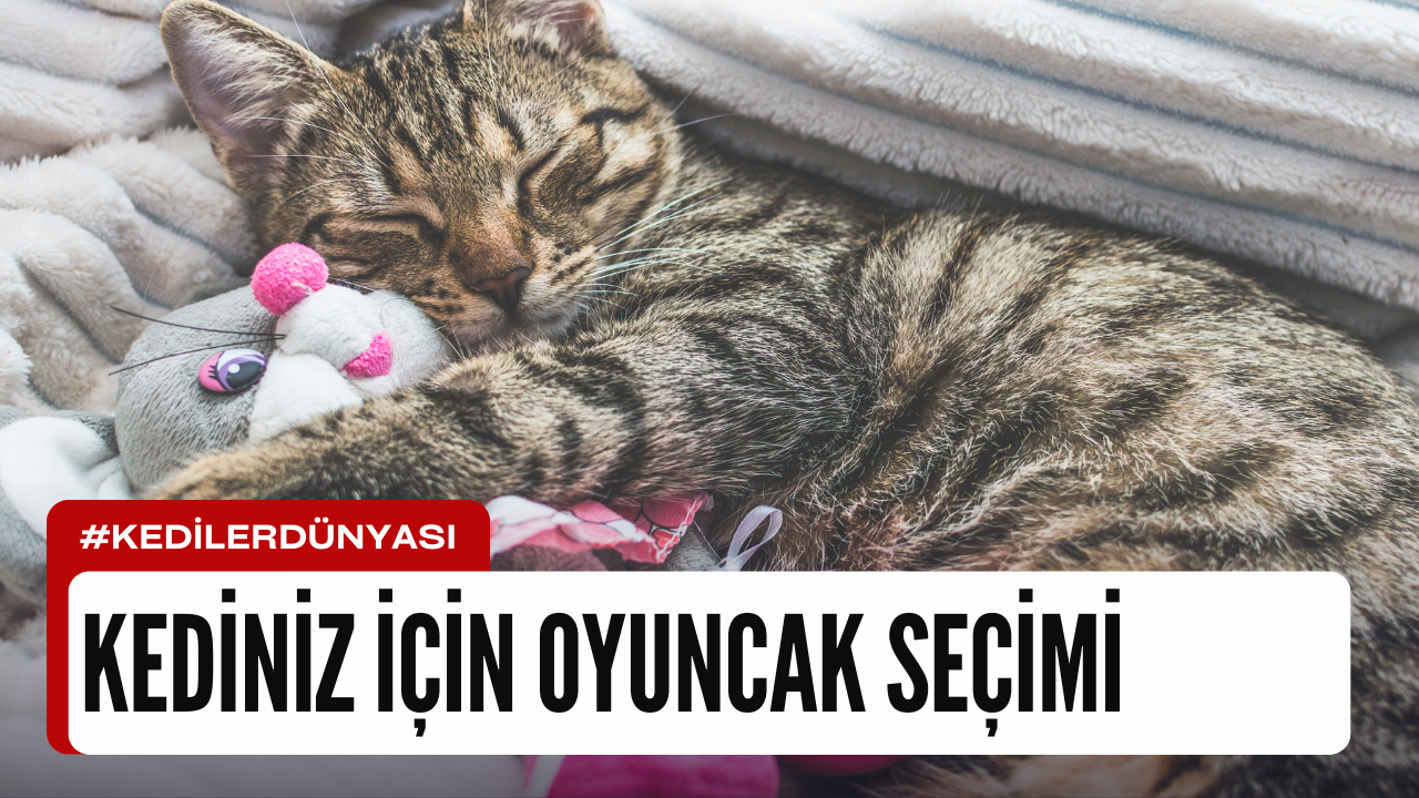 Kedinize Oyuncak Seçerken Dikkat Etmeniz Gerekenler