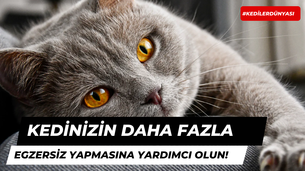 Kedinizin Daha Fazla Egzersiz Yapmasına Yardımcı Olun