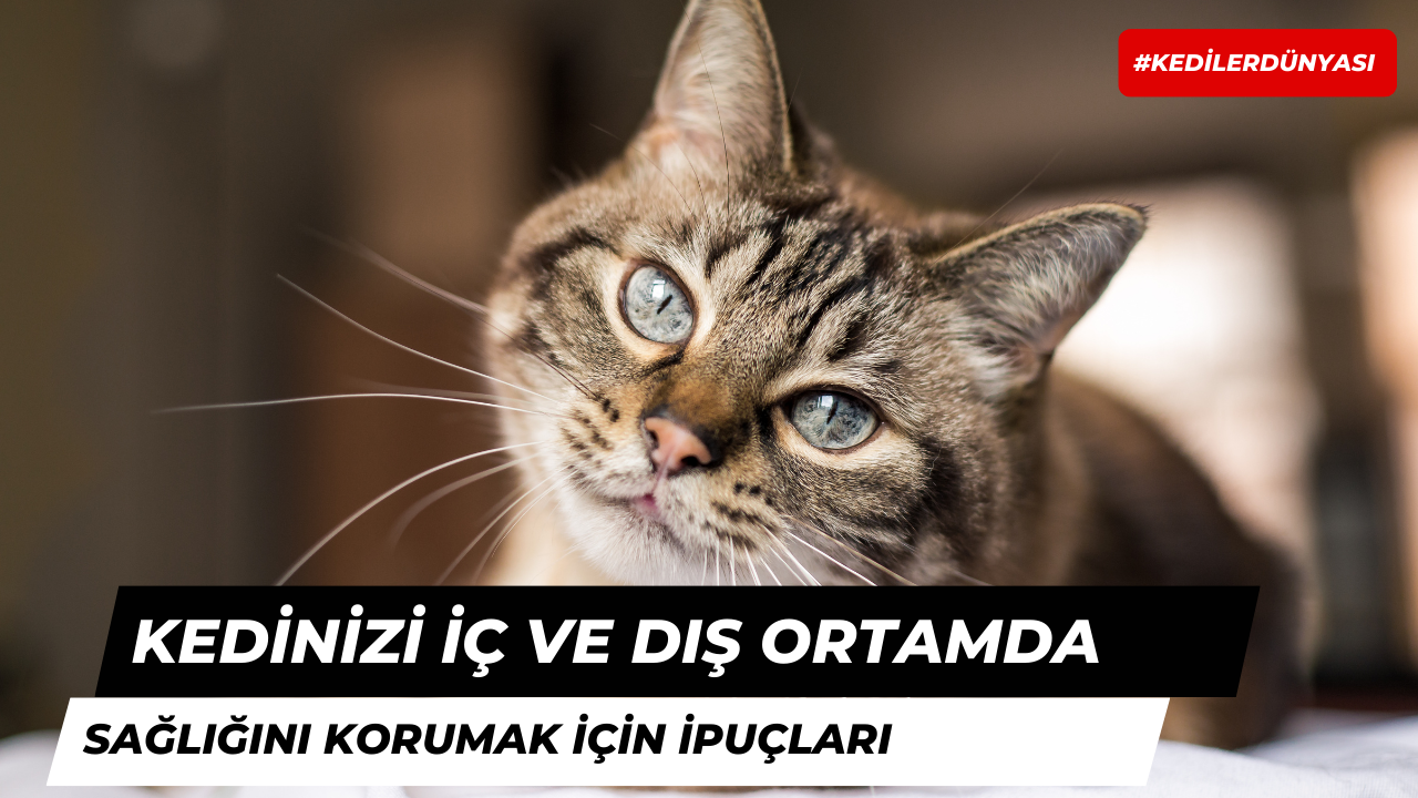 Kedinizin İç ve Dış Ortamda Sağlığını Korumasını Sağlamak İçin İpuçları!