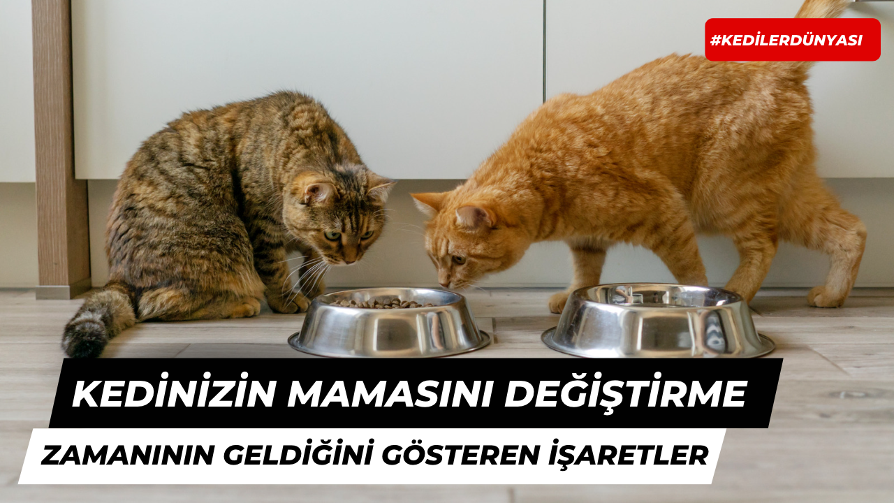 Kedinizin Mamasını Değiştirme Zamanın Geldiğini Gösteren İşaretler