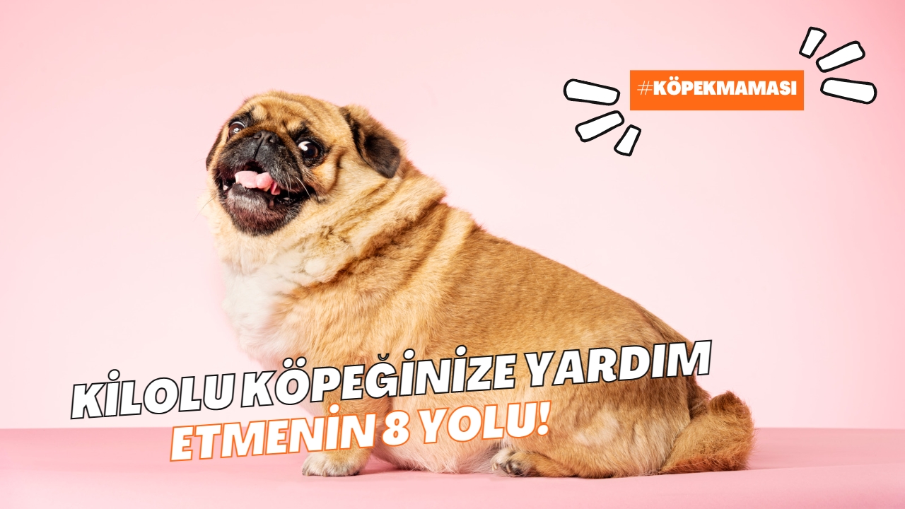Kilolu Köpeğinize Yardım Etmenin 8 Yolu