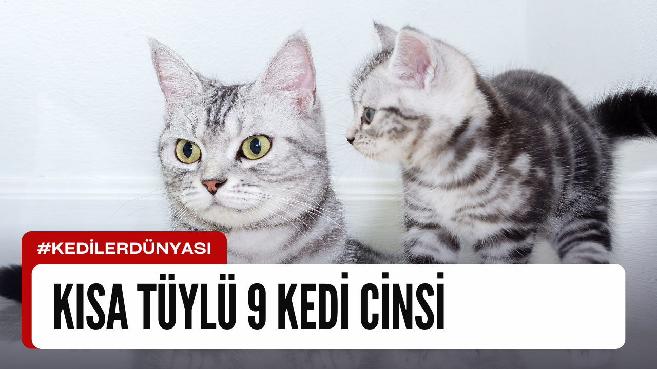 Kısa Tüylü 9 Kedi Cinsi