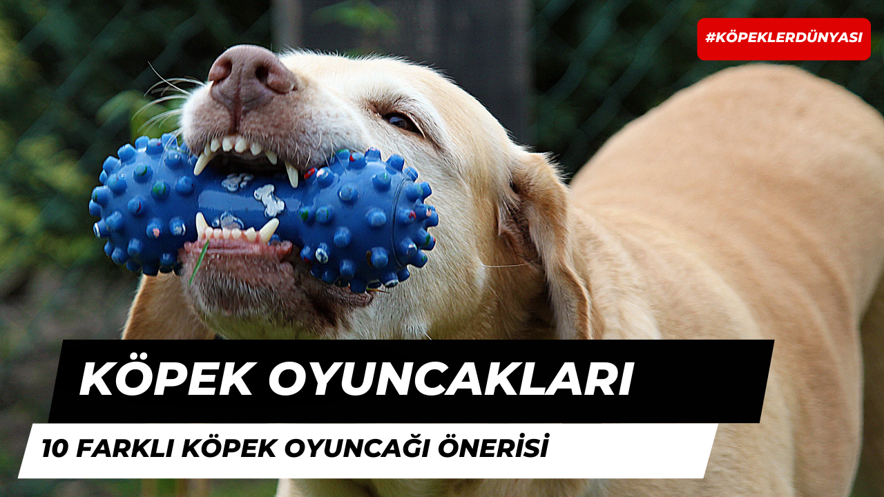 Köpeğinize Alabileceğiniz 10 Oyuncak Önerisi!