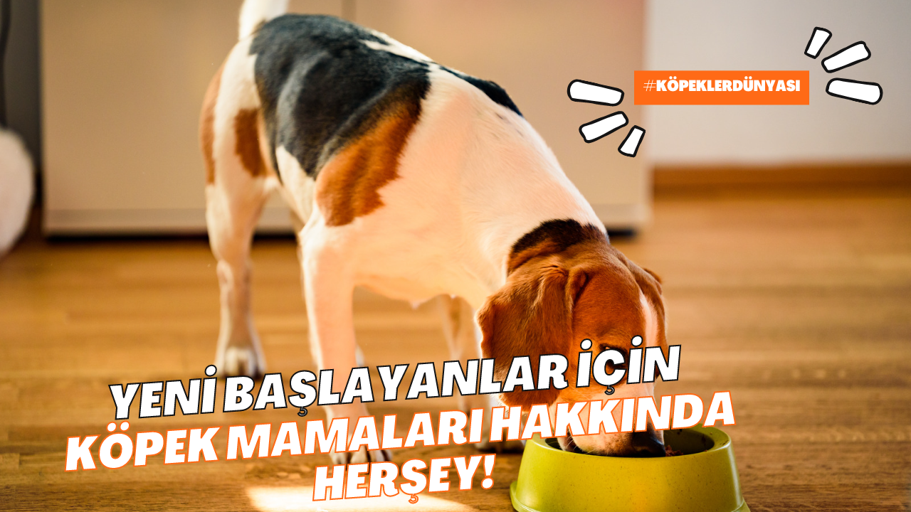 Köpek Maması Çeşitleri Hakkında Bilmeniz Gereken Her Şey!