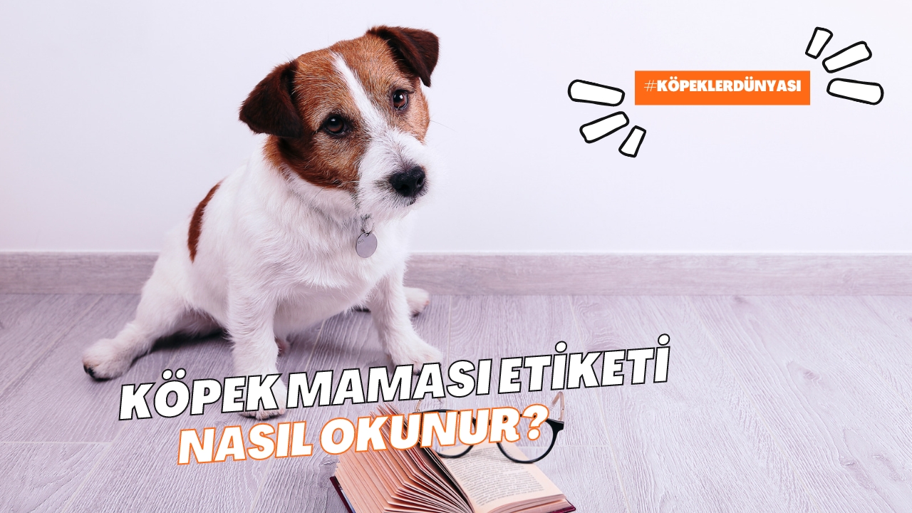 Köpek Maması Etiketi Nasıl Okunur?