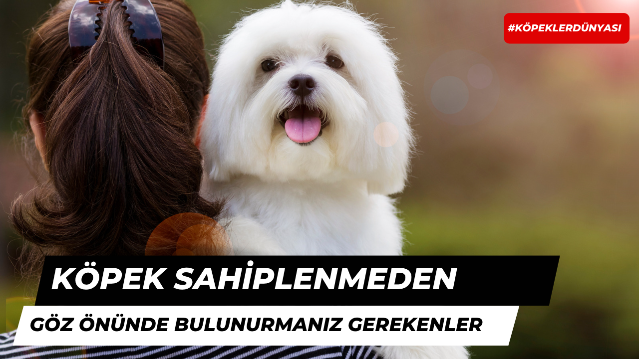 Köpek Sahiplenmeden Önce Göz Önünde Bulundurmanız Gerekenler