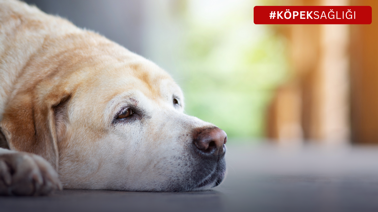 Köpeklerde Depresyon: Tüylü Dostunuzun Mutsuzluğunun Ardındaki Sırlar