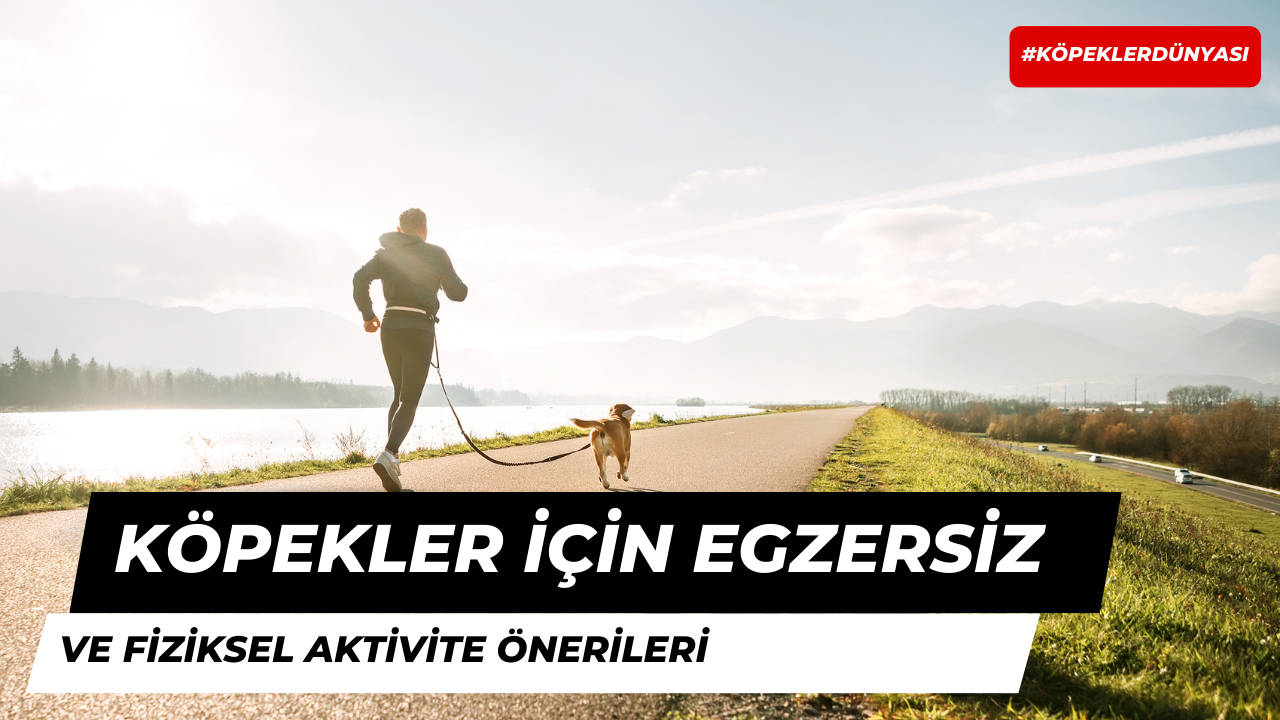 Köpekler İçin Egzersiz ve Fiziksel Aktivite Önerileri!