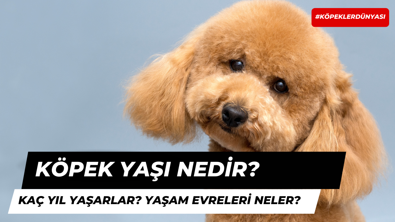 Köpekler Kaç Yaşına Kadar Yaşar?