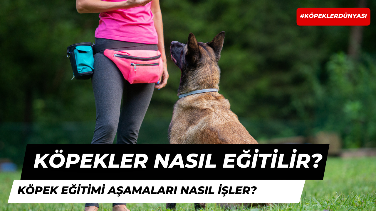 Köpekler Nasıl Eğitilir? Köpek Eğitimi Aşamaları Nasıl İşler?
