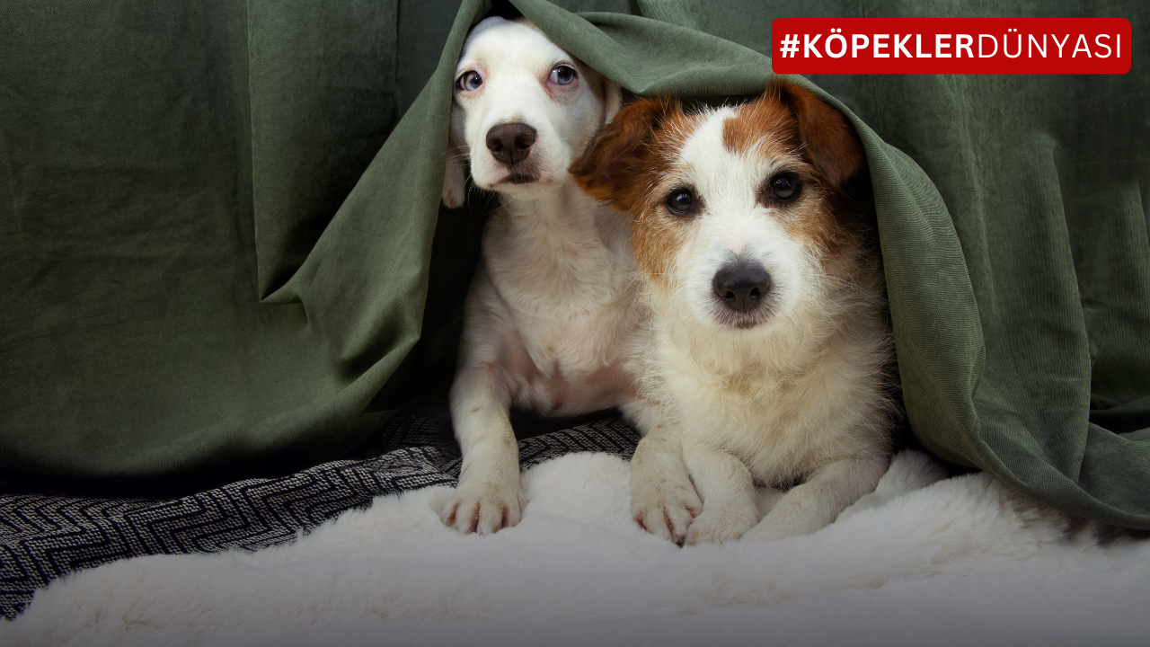 Köpekler Neden Saklanır? Tüylü Dostunuzun Saklanma Davranışının Ardındaki Sırlar