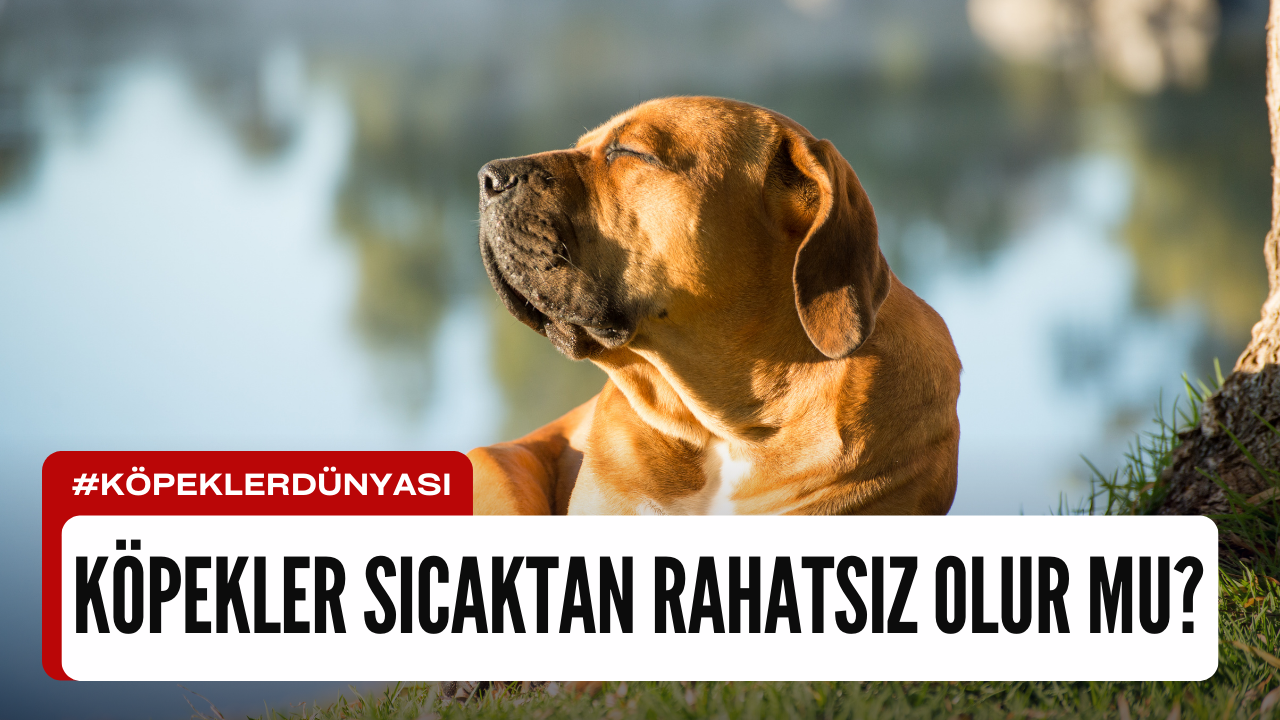 Köpekler Sıcaktan Rahatsız Olur mu? Ayrıntılı İnceleme ve Önlem Adımları