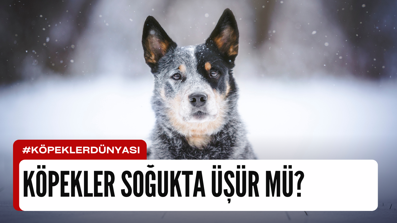 Köpekler Soğukta Üşür mü? Ayrıntılı İnceleme
