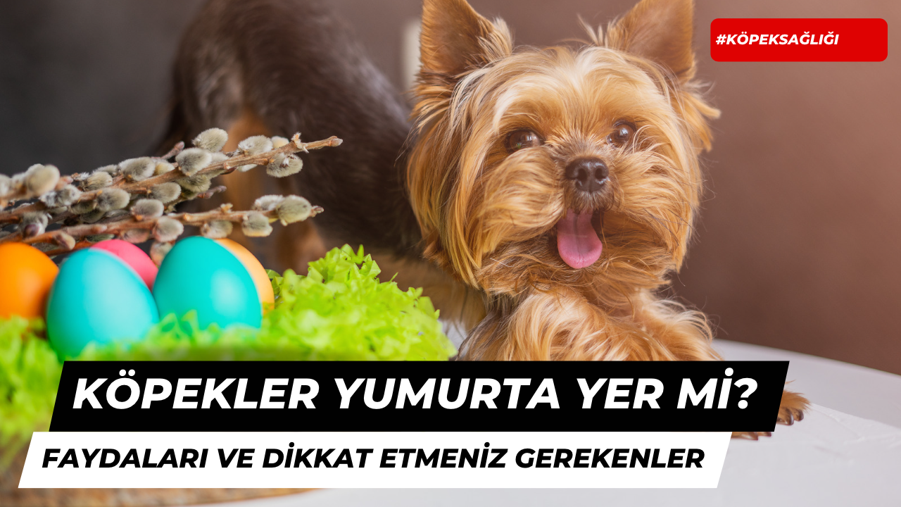 Köpekler Yumurta Yer Mi? Faydaları ve Çekinceler