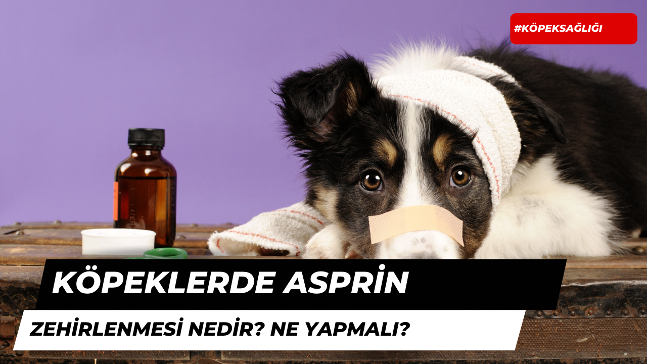 Köpeklerde Aspirin Zehirlenmesi Nedir ve Ne Yapmalı?
