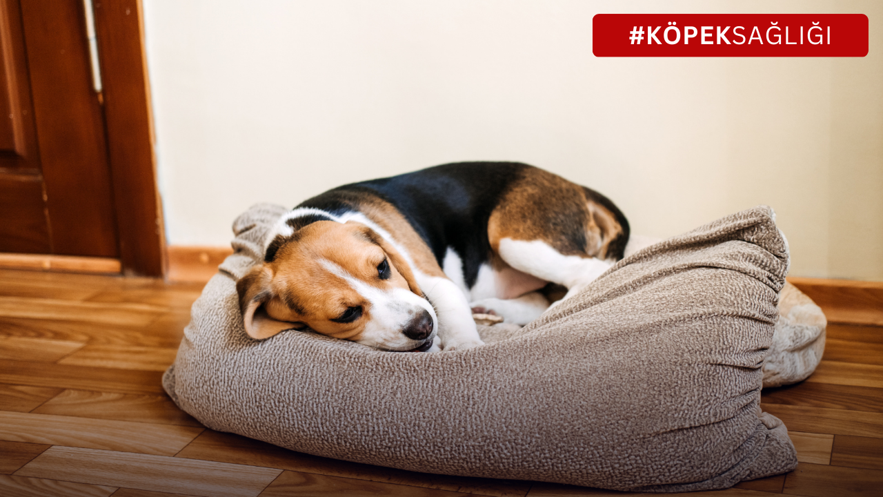 Köpeklerde Astım Tehdidi ve Çözüm Önerileri