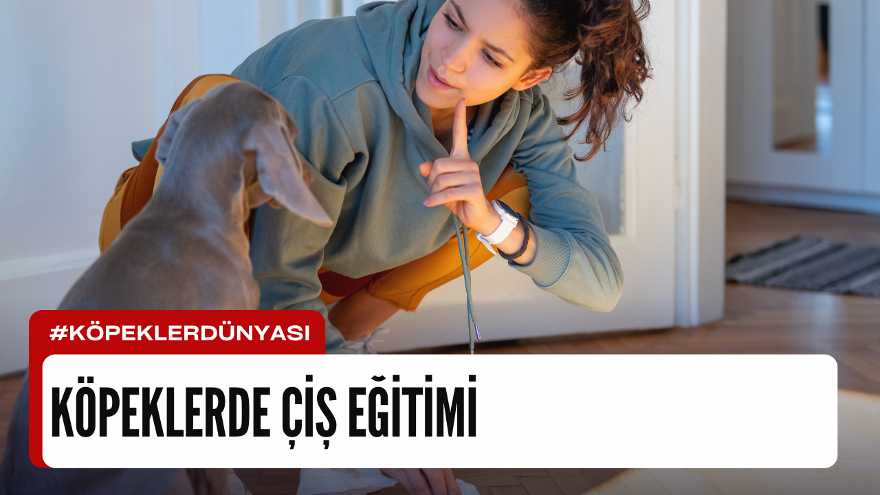 Köpeklerde Çiş Eğitimi: Patili Dostunuza Tuvalet Alışkanlıklarını Öğretmenin Püf Noktaları 🐶