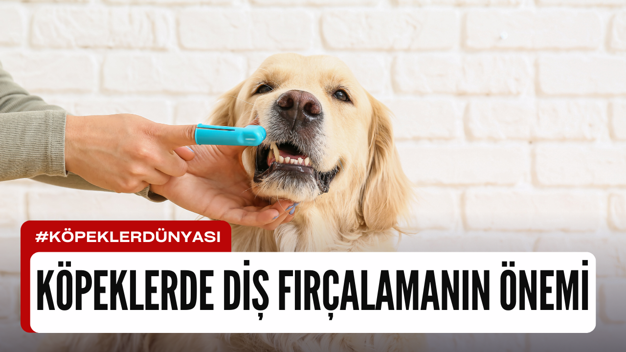 Köpeklerde Diş Fırçalama: Ağız Sağlığını Korumanın Temel Adımı