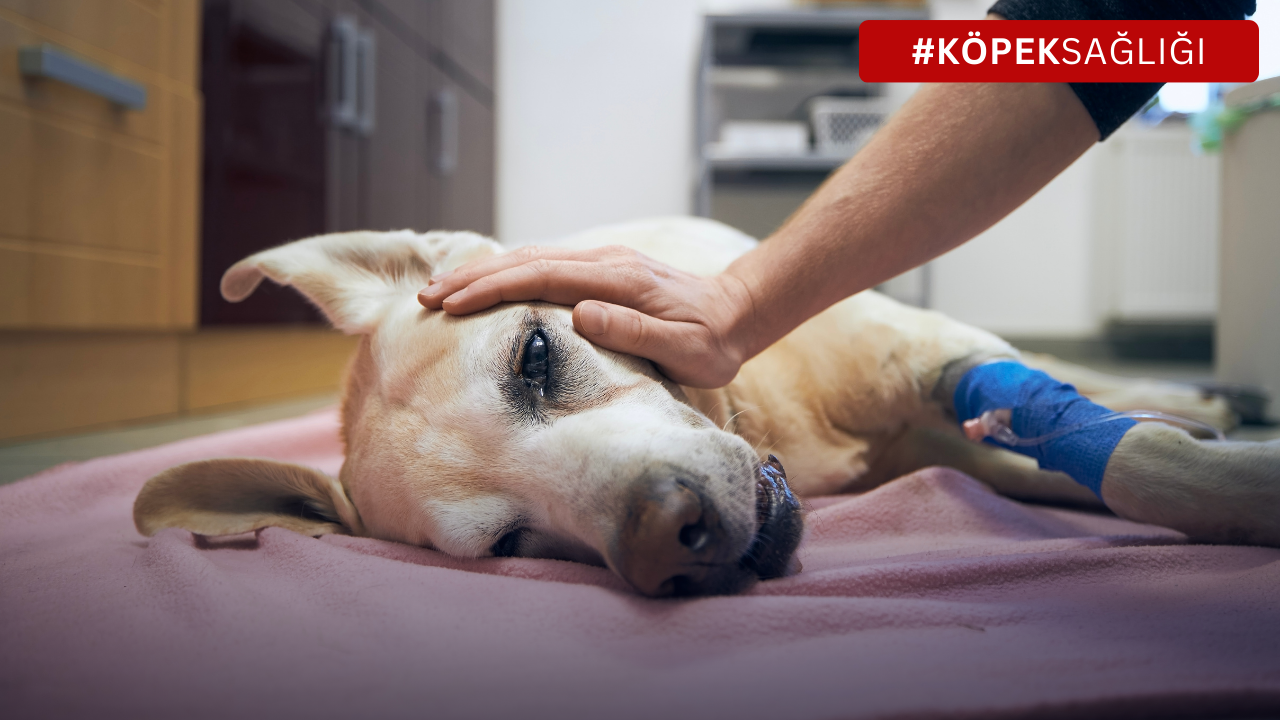 Köpeklerde Gençlik Hastalığı (Distemper)