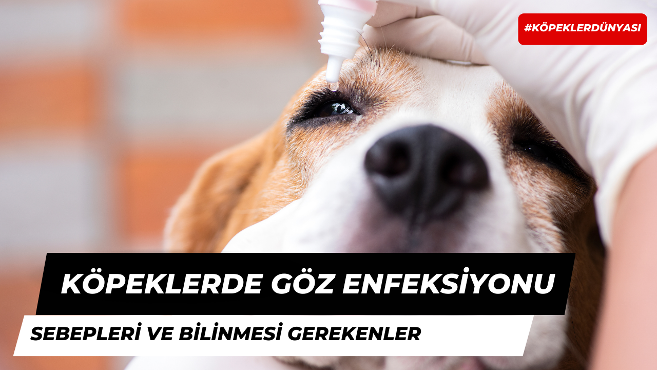 Köpeklerde Göz Enfeksiyonu Hakkında Bilinmesi Gerekenler!