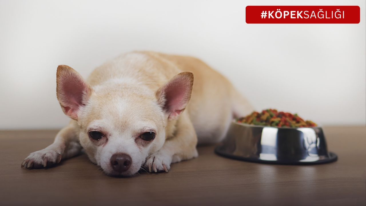 Köpeklerde İştahsızlık: Tüylü Dostunuzun Yemek Yememe Nedenleri ve Çözüm Yolları