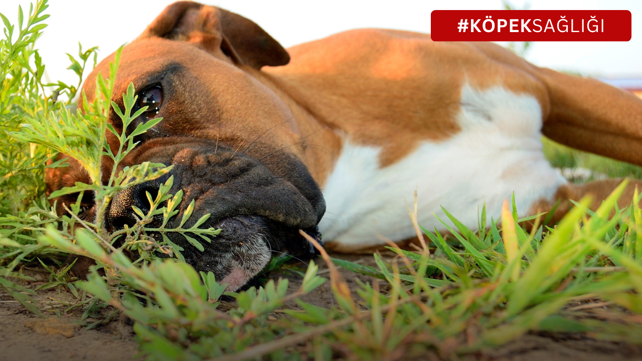 Köpeklerde Kalça Çıkması (Kalça Displazisi): Tüylü Dostunuzun Hareket Kabiliyetini Tehdit Eden Sessiz Tehlike