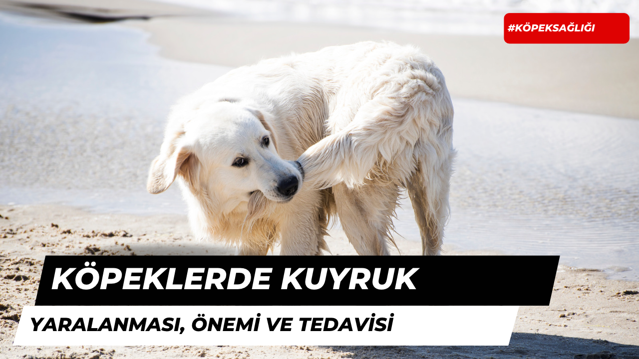Köpeklerde Kuyruk Yaralanması Önemi ve Tedavisi