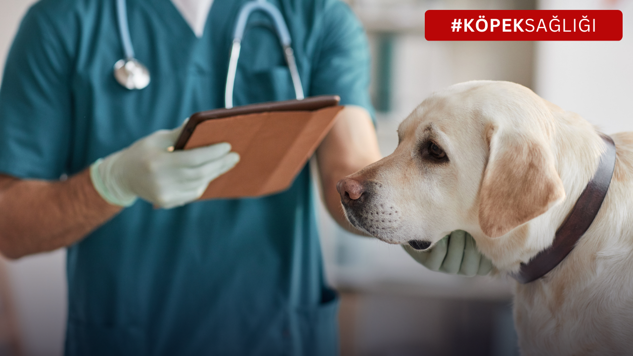 Köpeklerde Mide Üşütmesi: Belirtileri, Önleme Yöntemleri ve Evde Bakım İpuçları