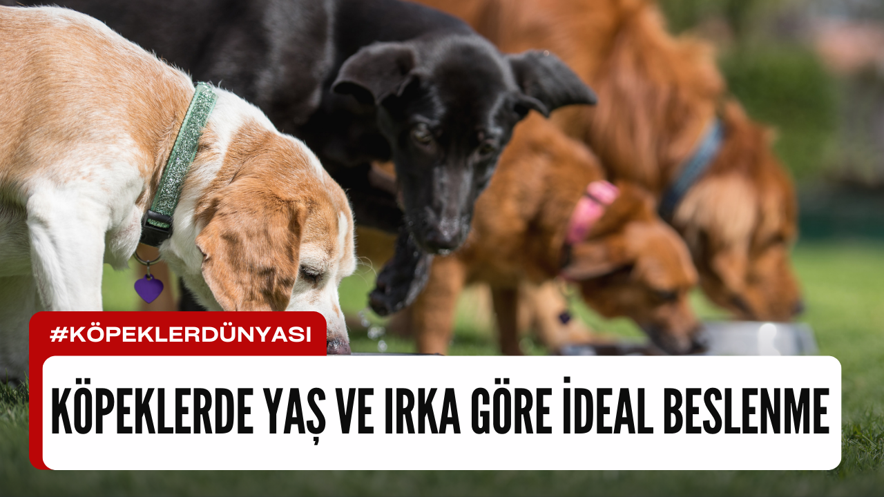 Köpeklerde Yaş ve Irka Göre İdeal Beslenme: Tüylü Dostunuz İçin En Doğru Mama Seçimi