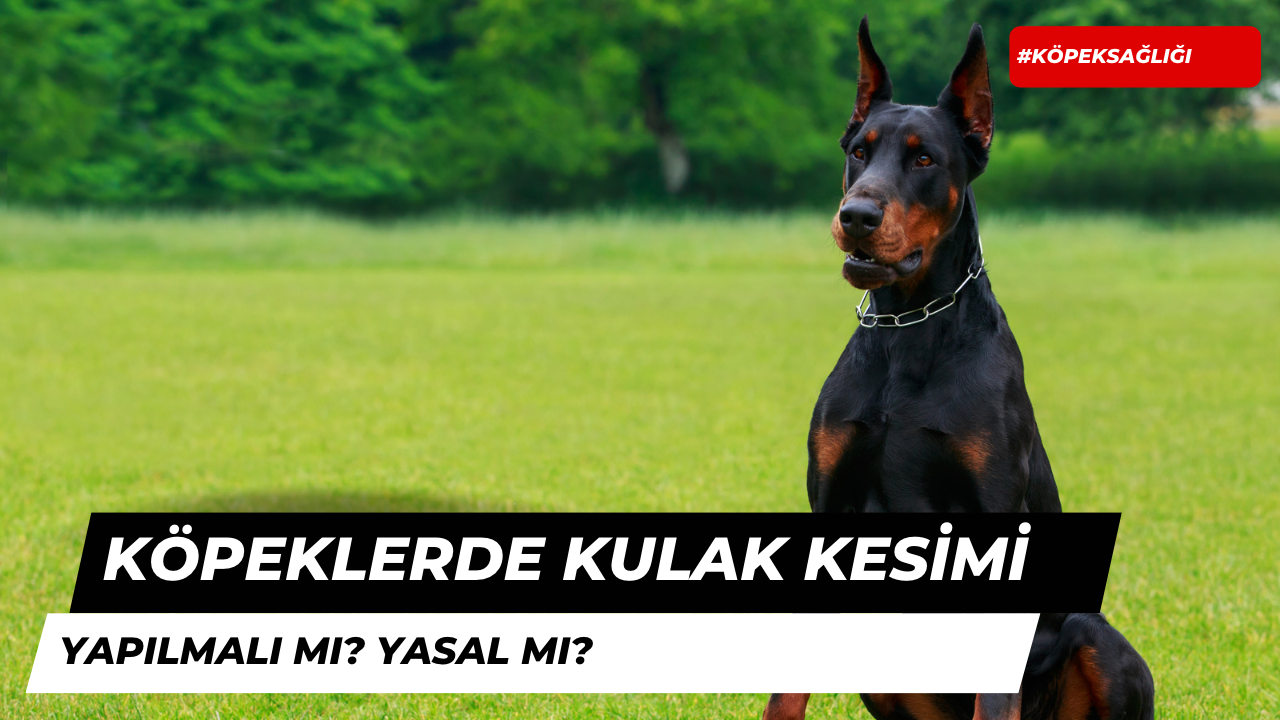 Köpeklerin Kulakları Kesilir Mi?
