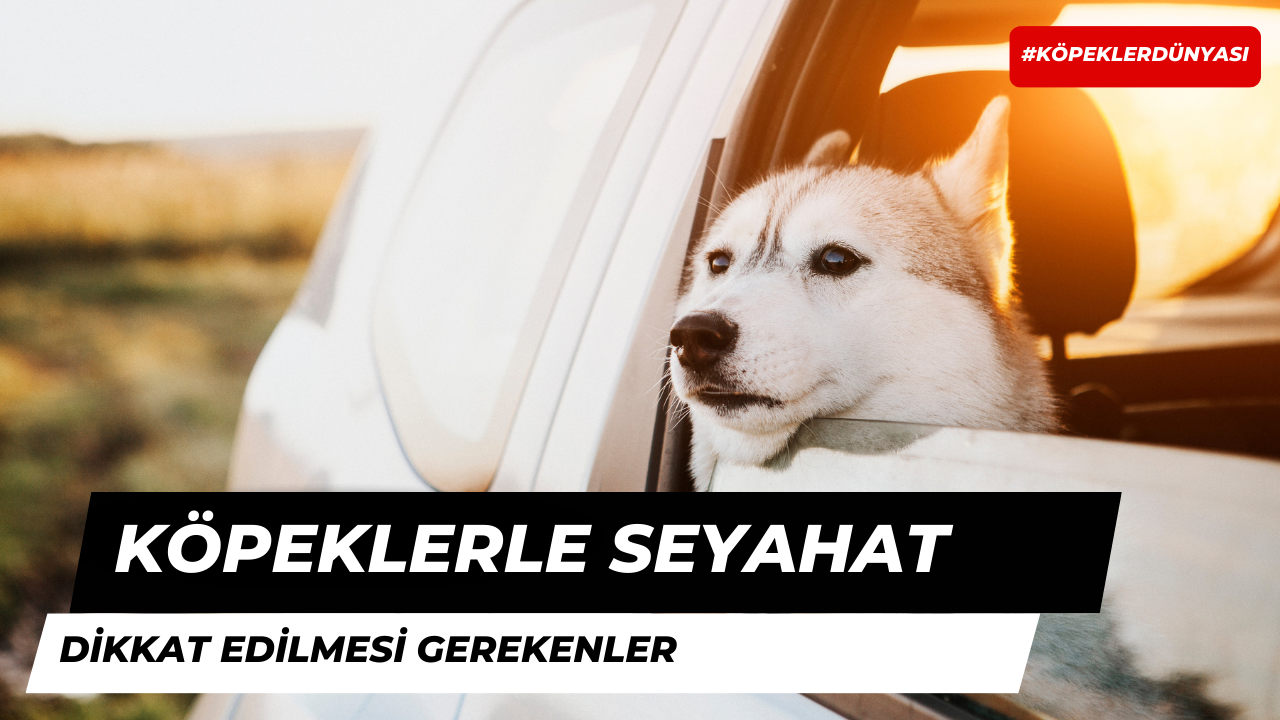 Köpeklerle Seyahat Ederken Dikkat Edilmesi Gerekenler Nelerdir?