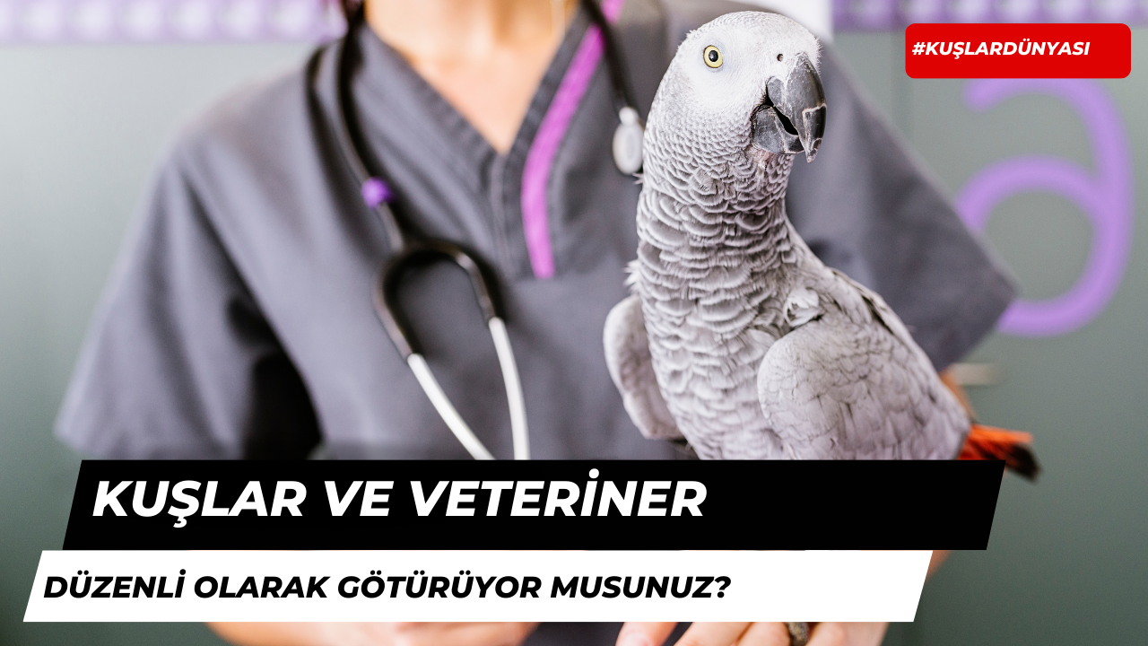 Kuşlarınızı Düzenli Olarak Veterinere Götürmenin Önemi Nedir?
