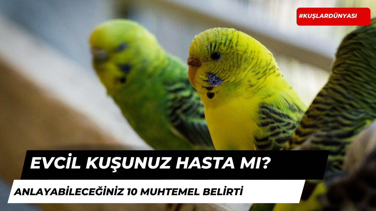 Kuşlarınızın Hasta Olduğunu Anlayabileceğiniz 10 Muhtemel Belirti!