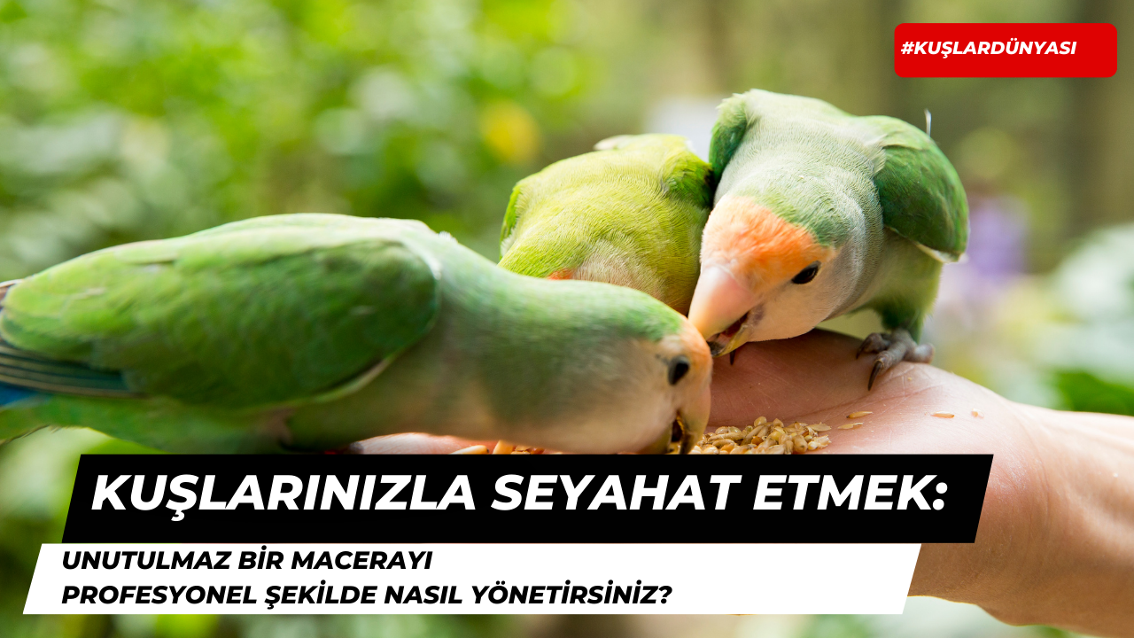 Kuşlarınızla Seyahat Etmek: Unutulmaz Bir Macerayı Profesyonel Şekilde Nasıl Yönetirsiniz?