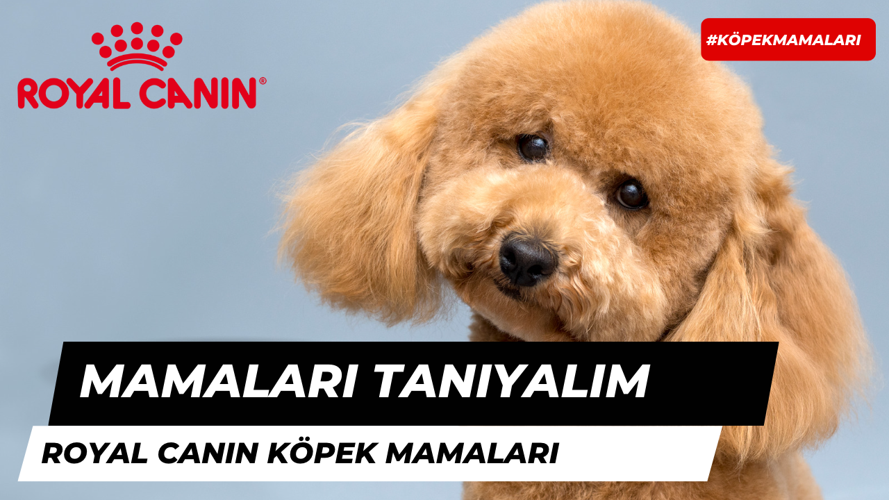 Mama Markalarını Tanıyalım: Royal Canin Köpek Mamaları
