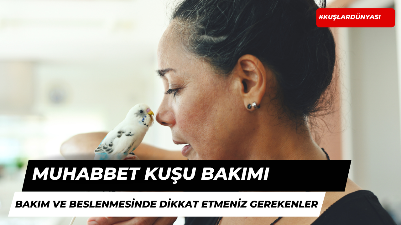 Muhabbet Kuşlarının Bakım ve Beslenmesinde Nelere Dikkat Edilmelidir?