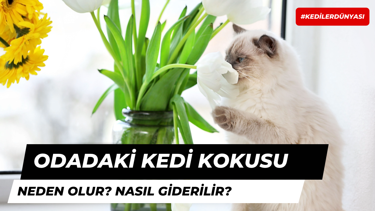 Odadaki Kedi Kokusu Nasıl Giderilir?